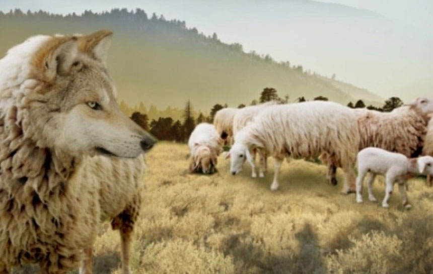 sheepinthemidstofwolves