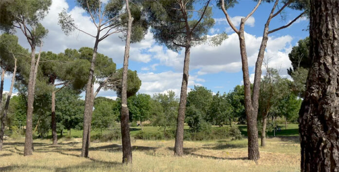 rosaryimadridfifthsunday