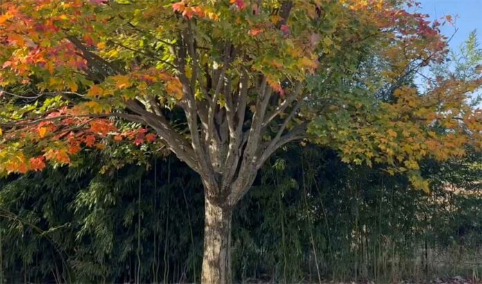 rosaryfromwestvirginia