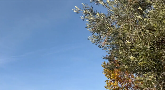 joyfulmysteriesfrommadrid