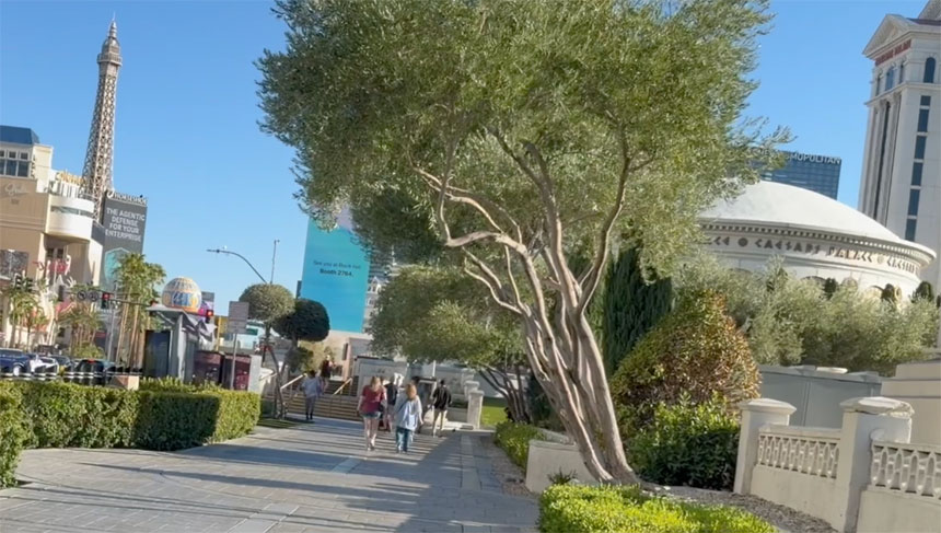 August 8, 2026, Holy Rosary (Sorrowful Mysteries) | From Las Vegas