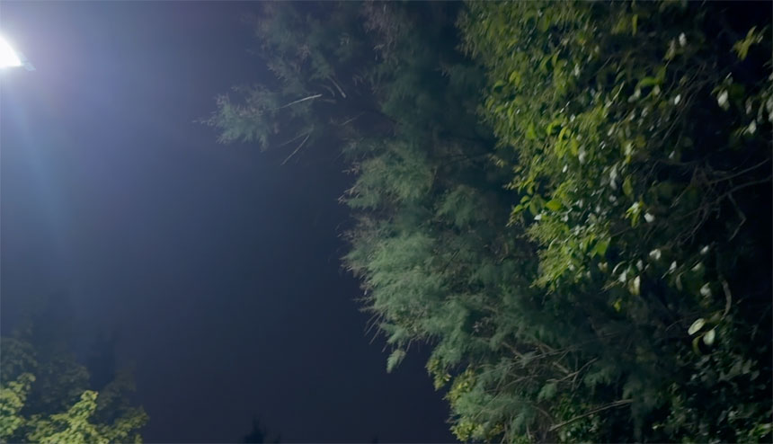 Google's Veo AI video generation with magical deer and crystalline effects